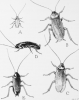 locomotion of Cockroach